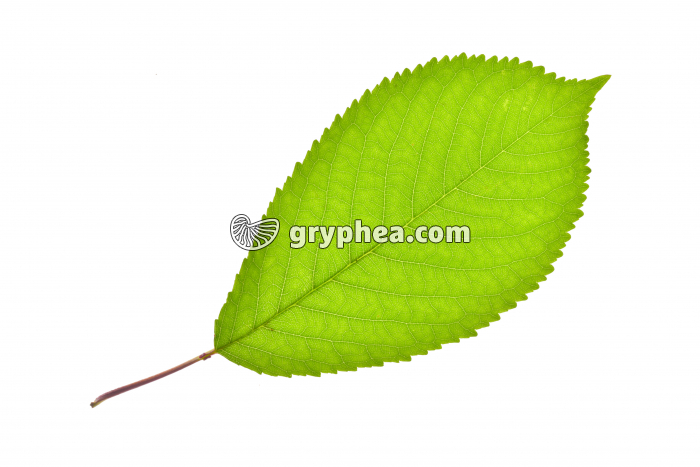Merisier - feuille isolée (Prunus avium) - gryphea.com